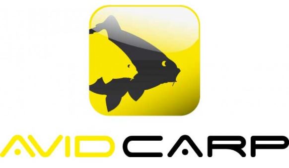 Avid Carp